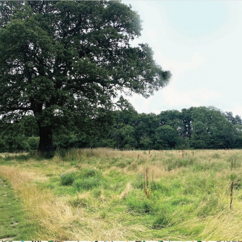 Clews Lane