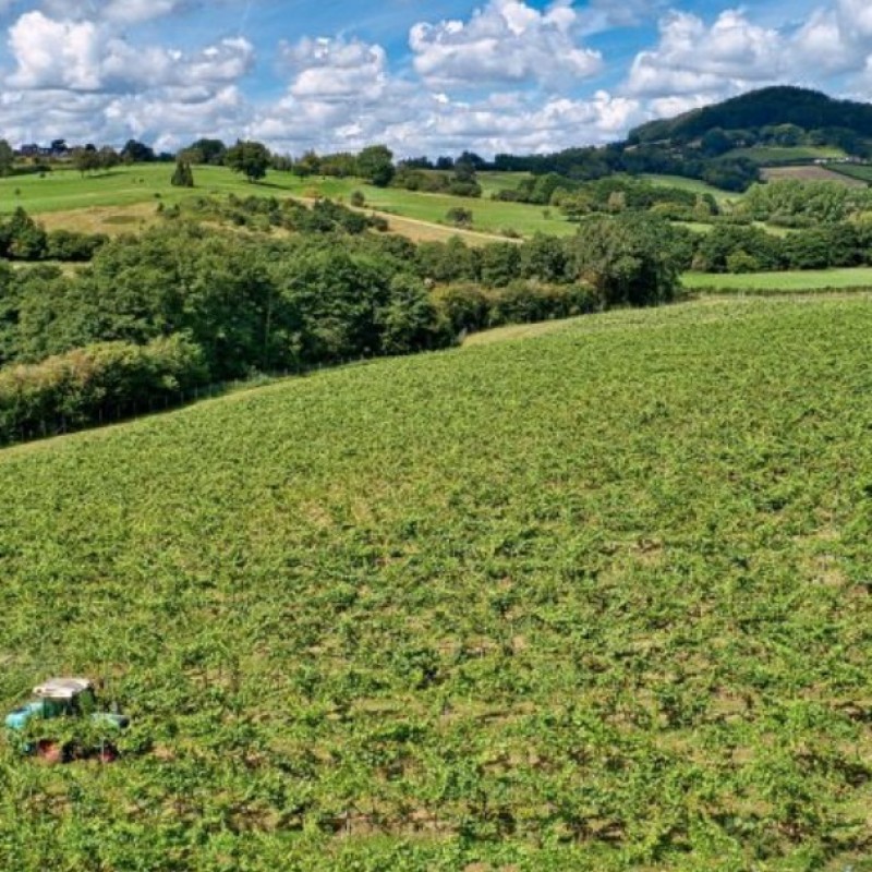Newton Court Vineyard